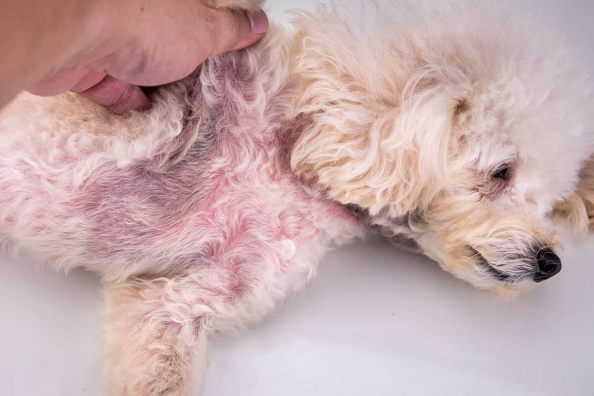 Alopezie als Manifestation von Hauterkrankungen bei Hunden: Ursachen, Behandlungen und Analyse von Fallstudien
